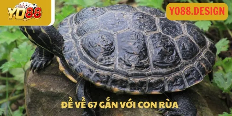 Đề về 67 chốt ngay số gì cho ngày mai thắng lớn 2 Đề về 67 gắn với con rùa